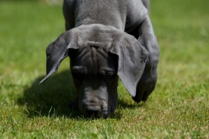 tête du jeune dogue allemand museau au sol