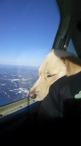 Pilot N Paws