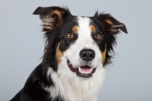Border collie dog black brown and white isolated against grey background. Studio portrait.