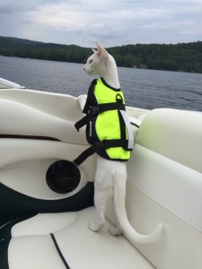 A Baltic Life Jacket for your Cat R alit Animale Blogue sur