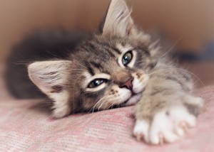 Small kitten lying on sofa