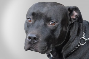a black pitbull on neutral background