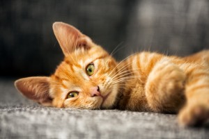 Portrait of cute red kitten, looking at camera