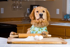 Golden Retriever Dog cooking in the kitchen