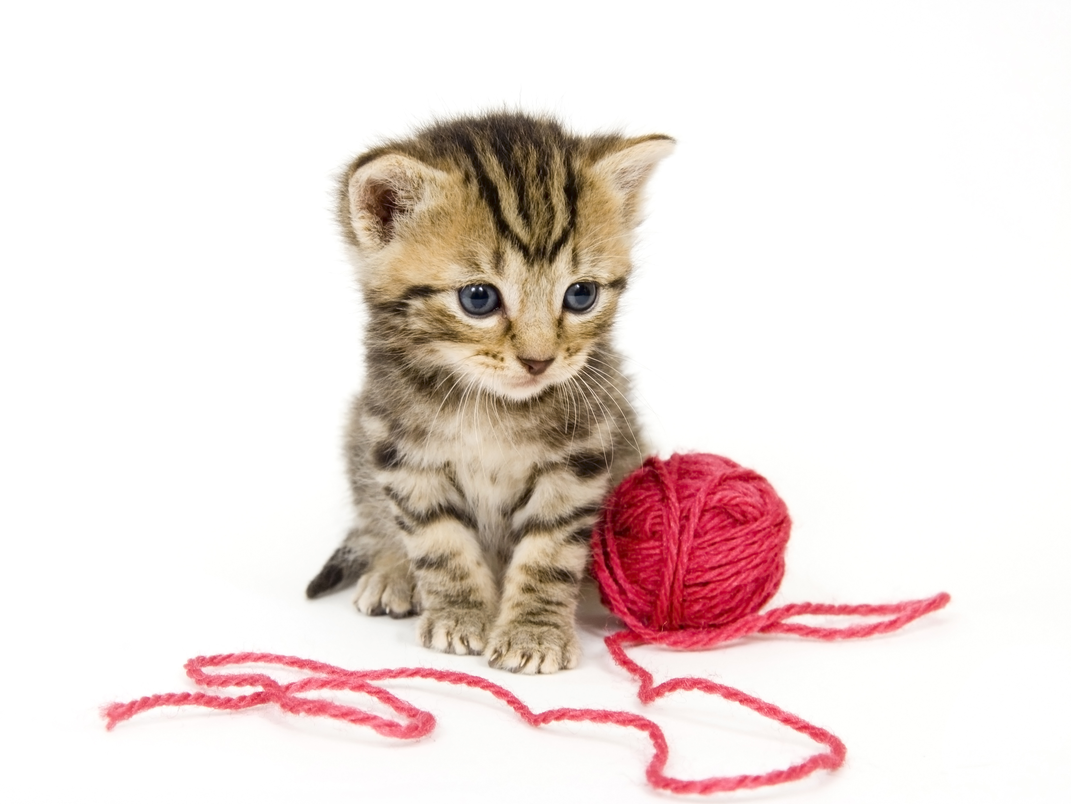 Котенок играет с клубком