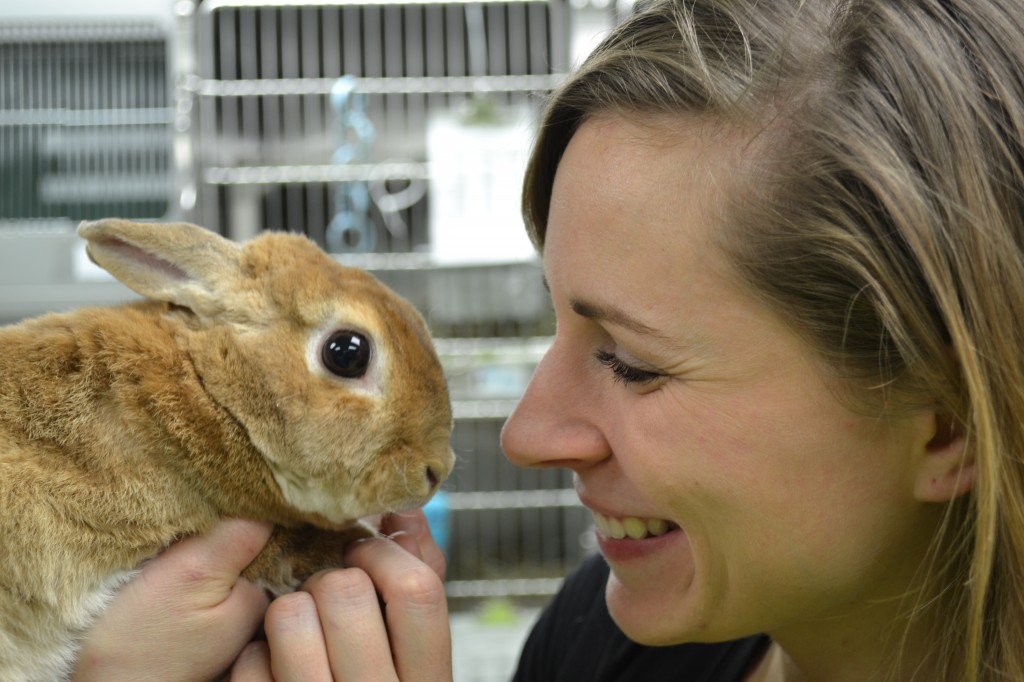 Lapins 101 Réalité Animale Blogue sur la vie animale
